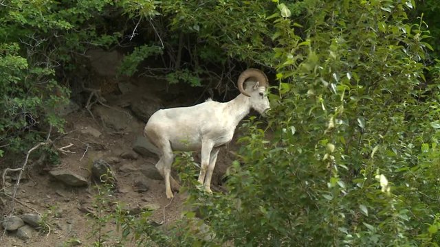 MWS bighorn sheep on hillside zm in for closer shot facing right