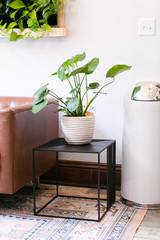 Chinese Money Plant in white pot on black side table, next to leather couch