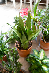 House plants in terracotta planters in middle of living room, couch in background, hipster coffee shop