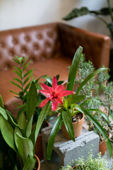 House plants in terracotta planters in middle of living room, couch in background, hipster coffee shop