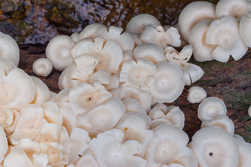 Mushrooms that grow on decaying trees in the forest