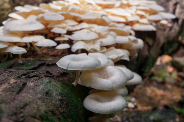Mushrooms that grow on decaying trees in the forest