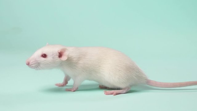 small white laboratory rat, on a blue background