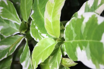 Green Leaves of My House