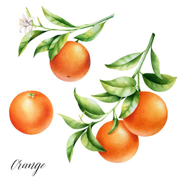Isolated two oranges on a branch. Watercolor illustrartion of citrus tree with leaves and blossoms.