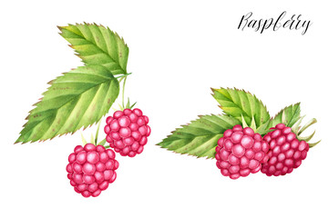 Hand drawn  set  of raspberries with leaves. Isolated watercolor berry illustration.