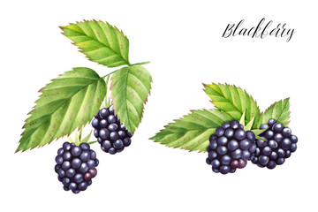 Hand drawn  set  of blackberries with leaves. Isolated watercolor berry illustration.