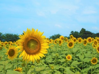 the sunflower garden in Japan