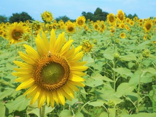 the sunflower garden in Japan