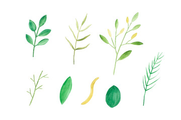 Watercolor illustration art design, Set of spring green tree leaves in watercolor hand pianting style isolated on white background, pattern element for invitation greeting card