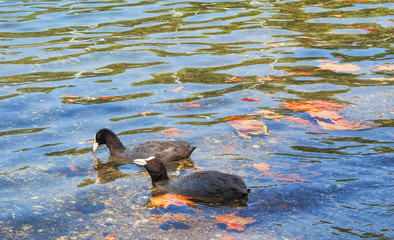 coot on the lake