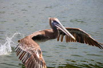 trying to take off, gotta get these feet moving