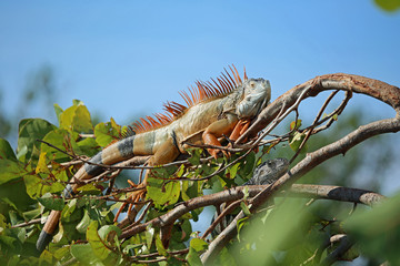 Two iguana on the tree, Florida