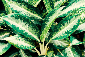 Tropical green and white leaf of aglaonema plant background