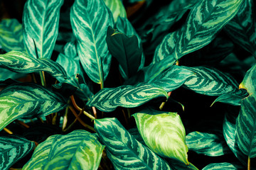 Tropical green leaf of aglaonema plant background