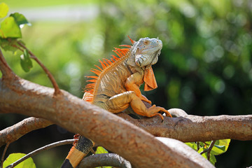 Orange iguana on the branch, Florida