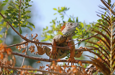 Iguana hanging on the tree, Florida