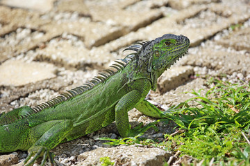 Green iguana on the path, Florida