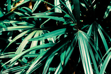 Tropical green palm leaf plant background