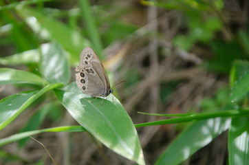 Lopinga achine in Kirigamine, Nagano prefecture, Japan