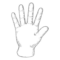 Hand on a white background for palm reading design. Hand drawn. Vector.