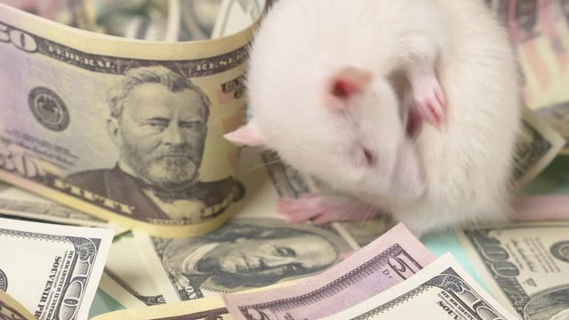 little white rat made a nest of dollars