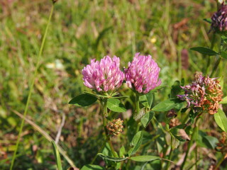 Mammoth clover (Red Clover, Pink Clover, August, Szczecin Poland)