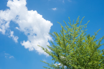青空の下のイチョウの木
