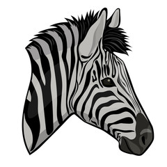 Fototapeta na wymiar Zebra head isolated on a white background. Vector graphics.