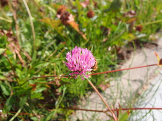 Mammoth clover (Red Clover, Pink Clover, August, Szczecin Poland), buds and flowers, fresh and withered, European summer flowers, short-lived,  herbaceous species