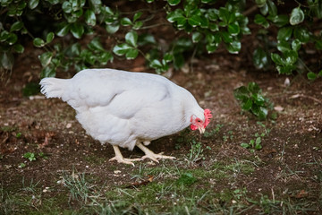 White Cage-Free Chicken Grass-Fed  eating grass from ground