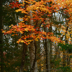 Canadian Autumn views