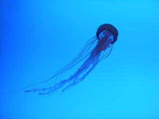 jellyfish on blue background