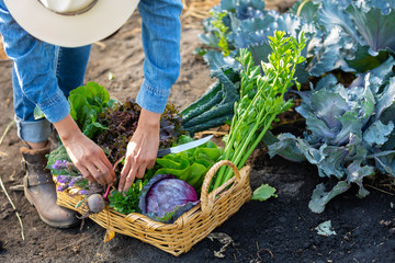 mujer cosechando vegetales