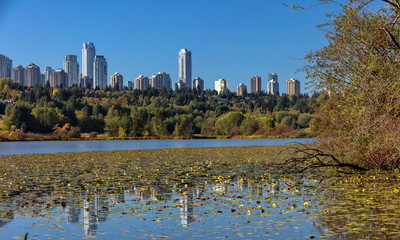 Deer Lake Park and Metrotown of Burnaby City,  forest lake covered with water lilies, the forest and the city on the horizon