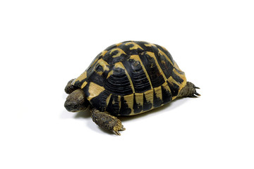 ヘルマンリクガメ