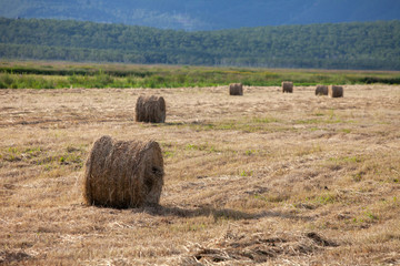 Fototapeta premium Haystack and harvesting of farm animals