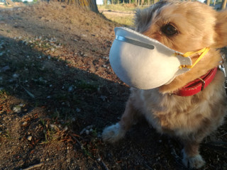 Small great hunter with anti allergy mask. Breed, Australian Terrier. Brown dog in an area of high...
