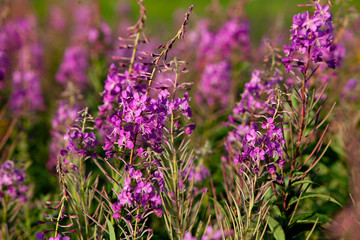 Epilóbium angustifolium flowers, selective focus