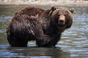 Obraz na płótnie Canvas Swimming in the lake Kamchatka brown bear in wildlife