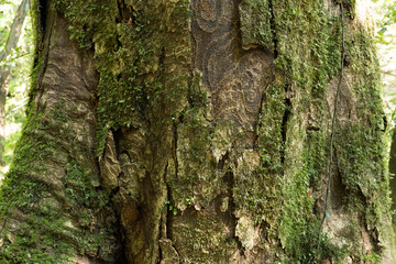 イチイガシの木の幹