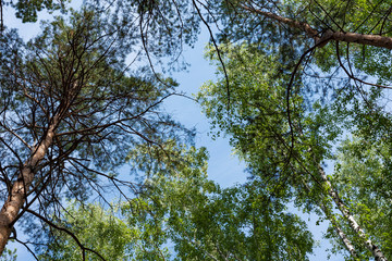 Fototapeta premium Pine, birch and sky.