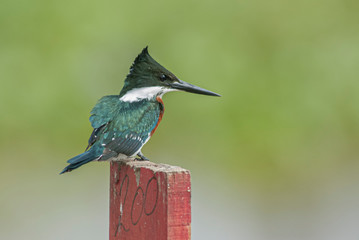 An Amazon Kingfisher (Chloroceryle amazona) perched on a post photographed in Villa Paranacito, Entre Rios, Argentina.