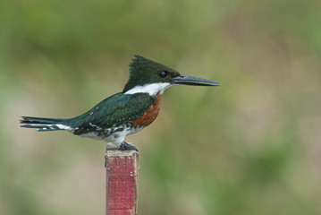 An Amazon Kingfisher (Chloroceryle amazona) perched on a post photographed in Villa Paranacito, Entre Rios, Argentina.