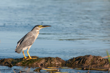 Striated heron (Butorides striatus) fishing in a lagoon in Villa Paranacito, Entre Rios, Argentina.