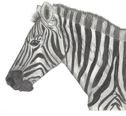 zebra