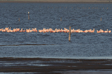 Melincue, Santa Fe, Argentina. Chilean flamingoes (Phoenicopterus chilensis) arrive at Melincue...