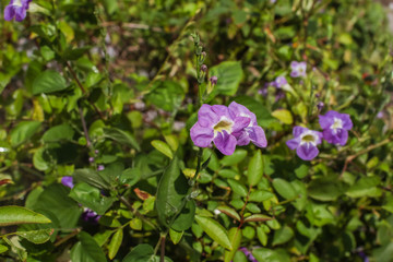 Obraz premium Beautiful purple flowers in garden. Blooming violet campanula close up. Colorful small summer flowers. Spring nature concept. Flora concept. Purple flowers on background