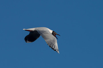 Melincue, Santa Fe, Argentina. A brown-hooded gull (Larus maculipennis) flying against a clear deep blue sky.