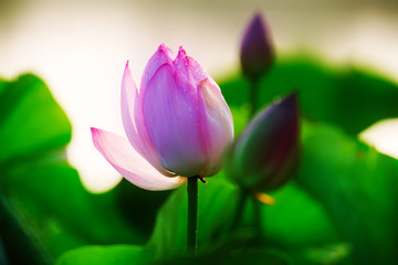 Obraz premium Chinese lotus in full bloom.